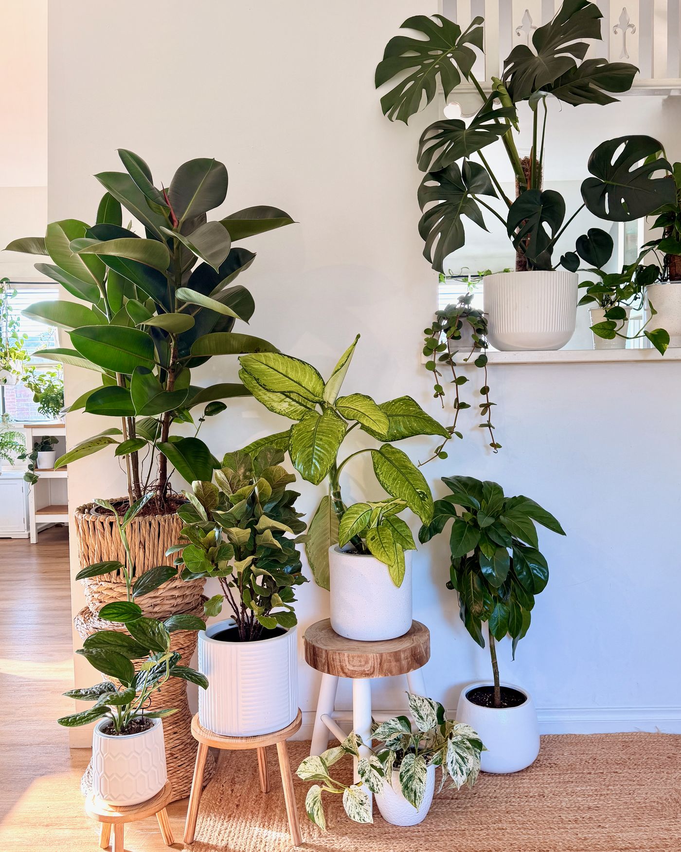 A sunlit corner of a home with a rubber plant, dieffenbachia, monstera and marble pothos grouped at different heights on timber stools and a jute rug.