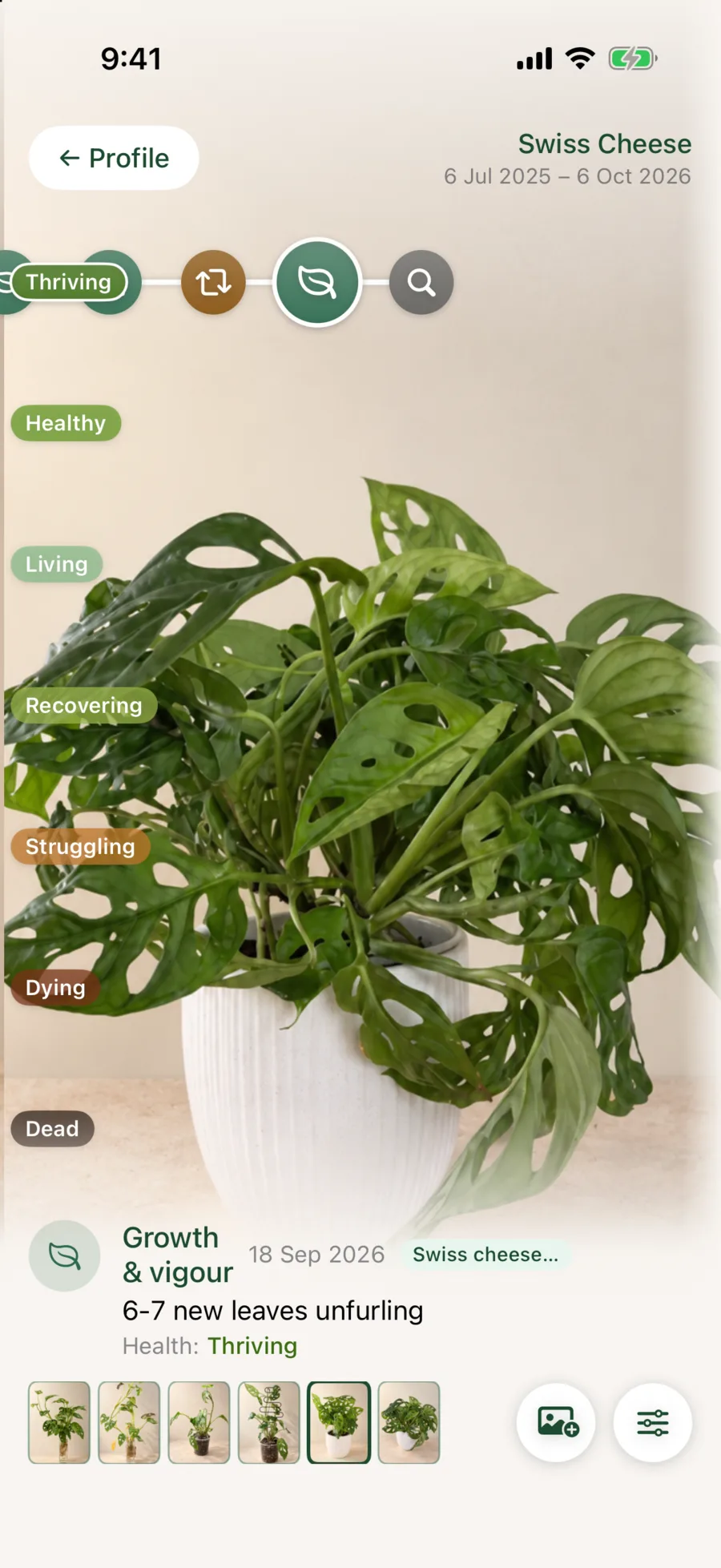 Liana Journey for a Swiss Cheese plant, thriving with six to seven new leaves unfurling, recorded on 18 September 2026