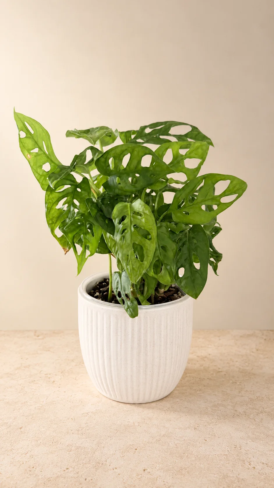 A Swiss Cheese plant in a white ribbed pot, fuller after a move to a north-facing window