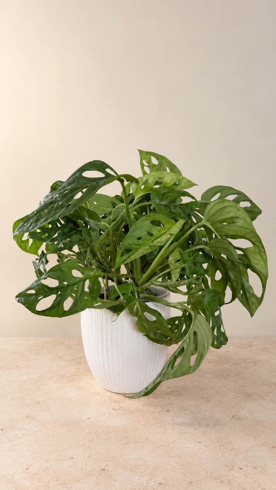 A full, dense and healthy Swiss Cheese plant in a white ribbed pot