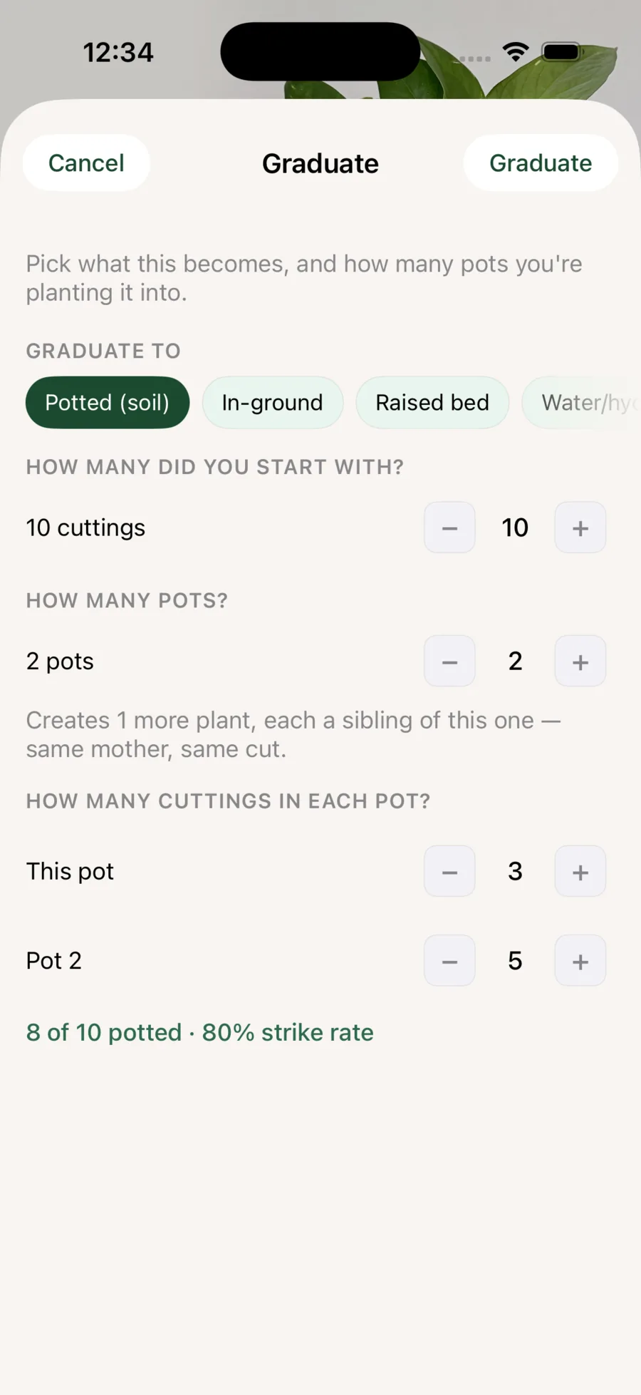 Liana graduation screen for allocating cuttings into pots or other growing setups